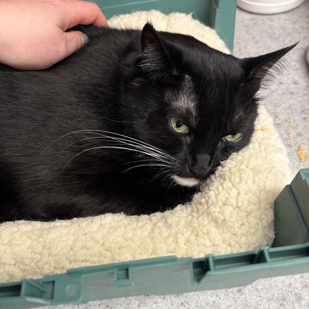 Shiki, Adoptable, Senior Female Domestic Short Hair.