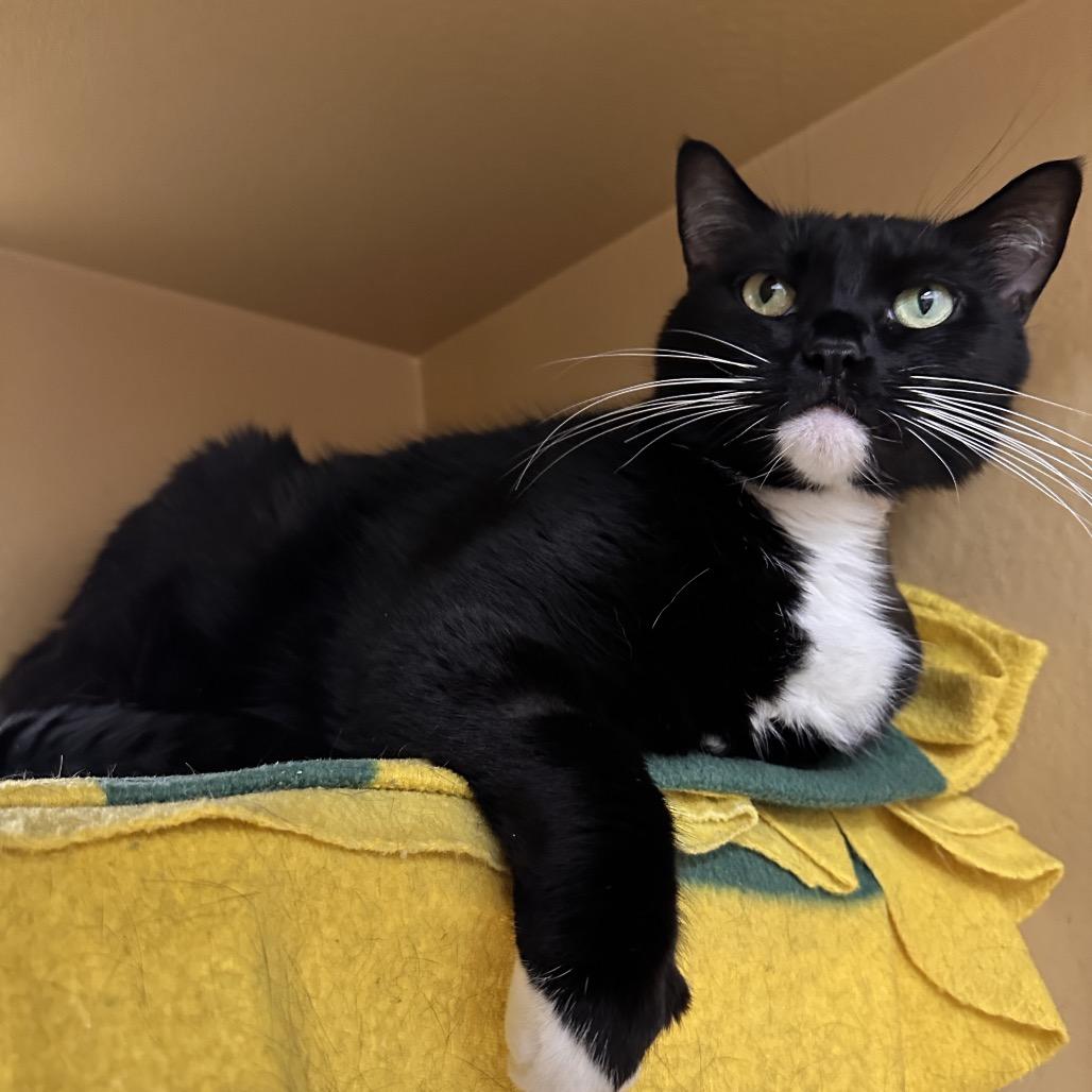 Shiki, Adoptable, Senior Female Domestic Short Hair.