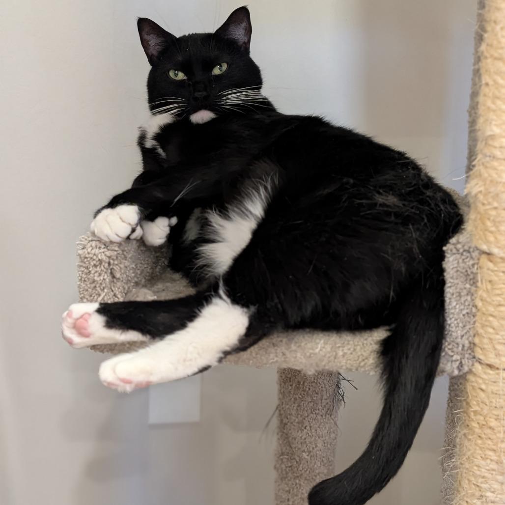 Enlarge Shiki, a Adoptable Domestic Short Hair in Spokane, WA image 2/4