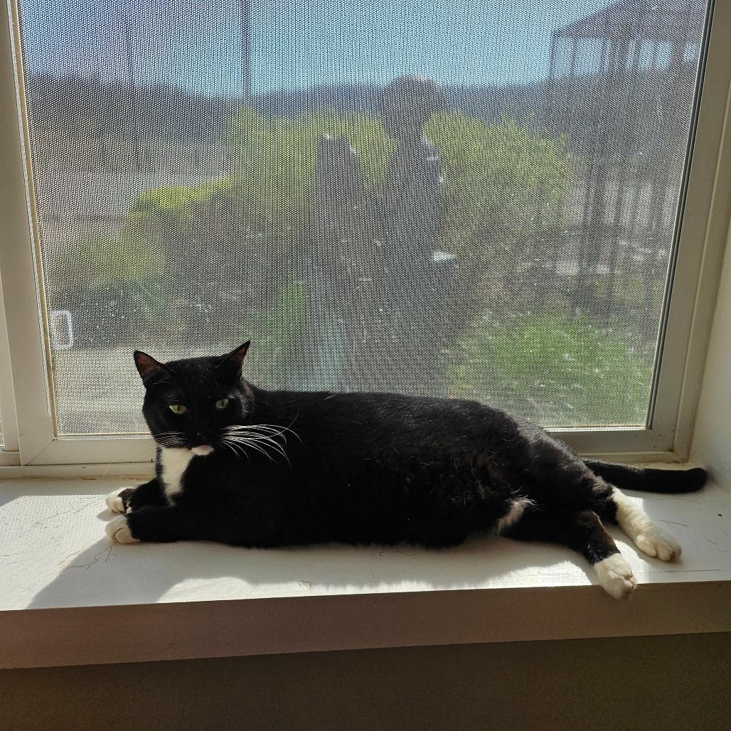 Enlarge Shiki, a Adoptable Domestic Short Hair in Spokane, WA image 3/4