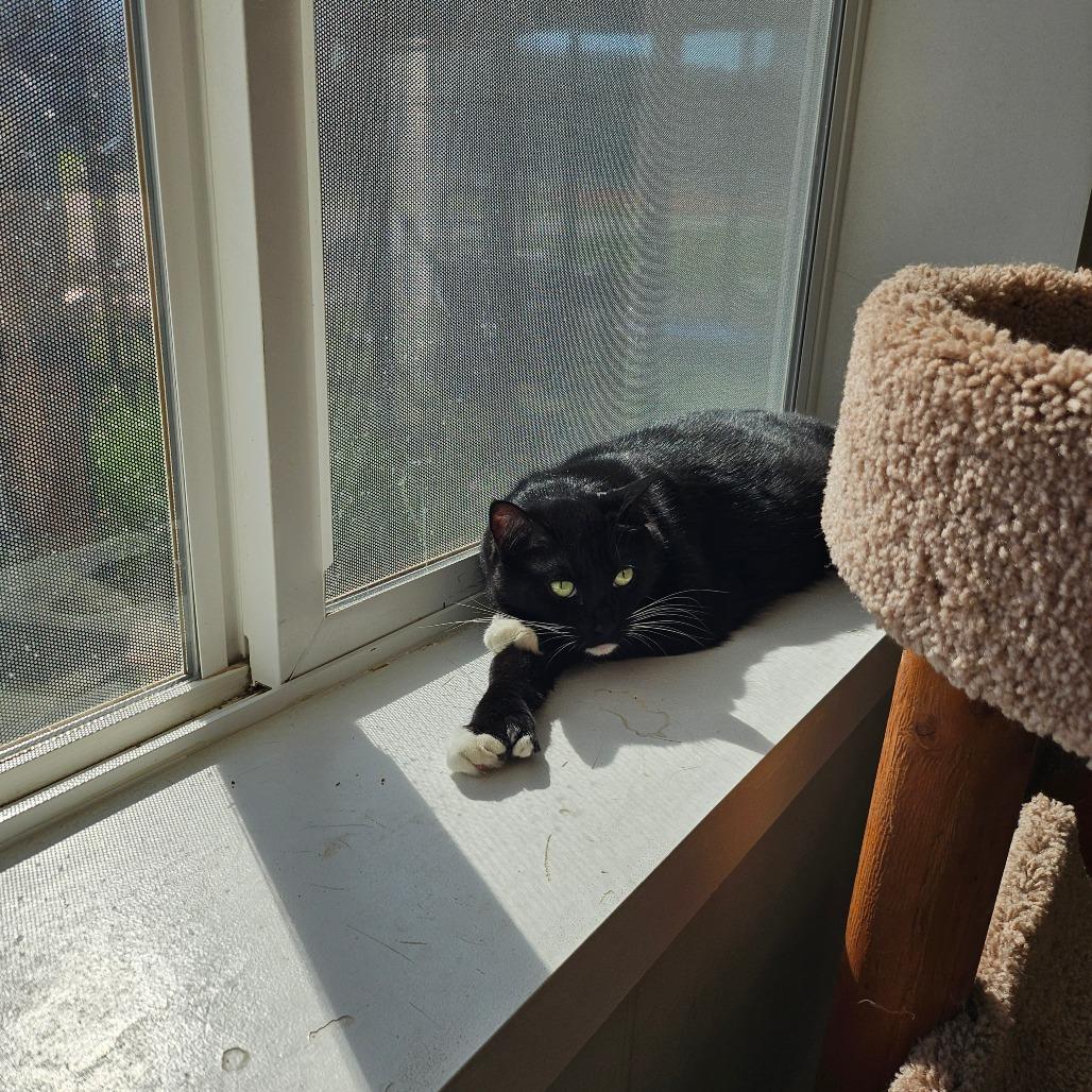 Enlarge Shiki, a Adoptable Domestic Short Hair in Spokane, WA image 4/4