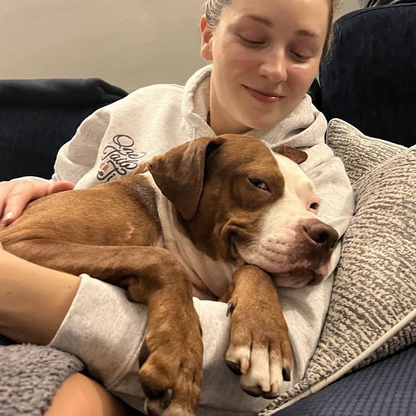 Derby, a Adoptable mixed breed in Chicago, IL image 3/6