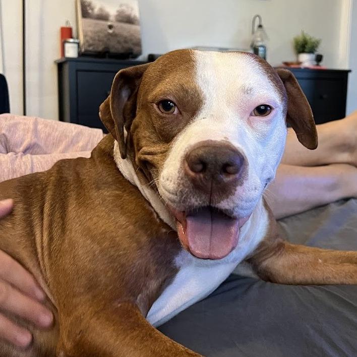 Derby, a Adoptable mixed breed in Chicago, IL image 3/6