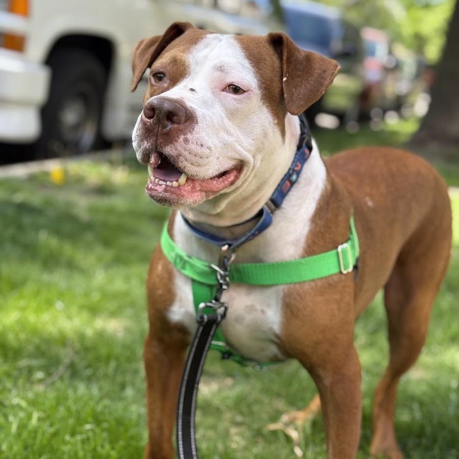 Enlarge Derby, a Adoptable Mixed Breed in Chicago, IL image 4/6