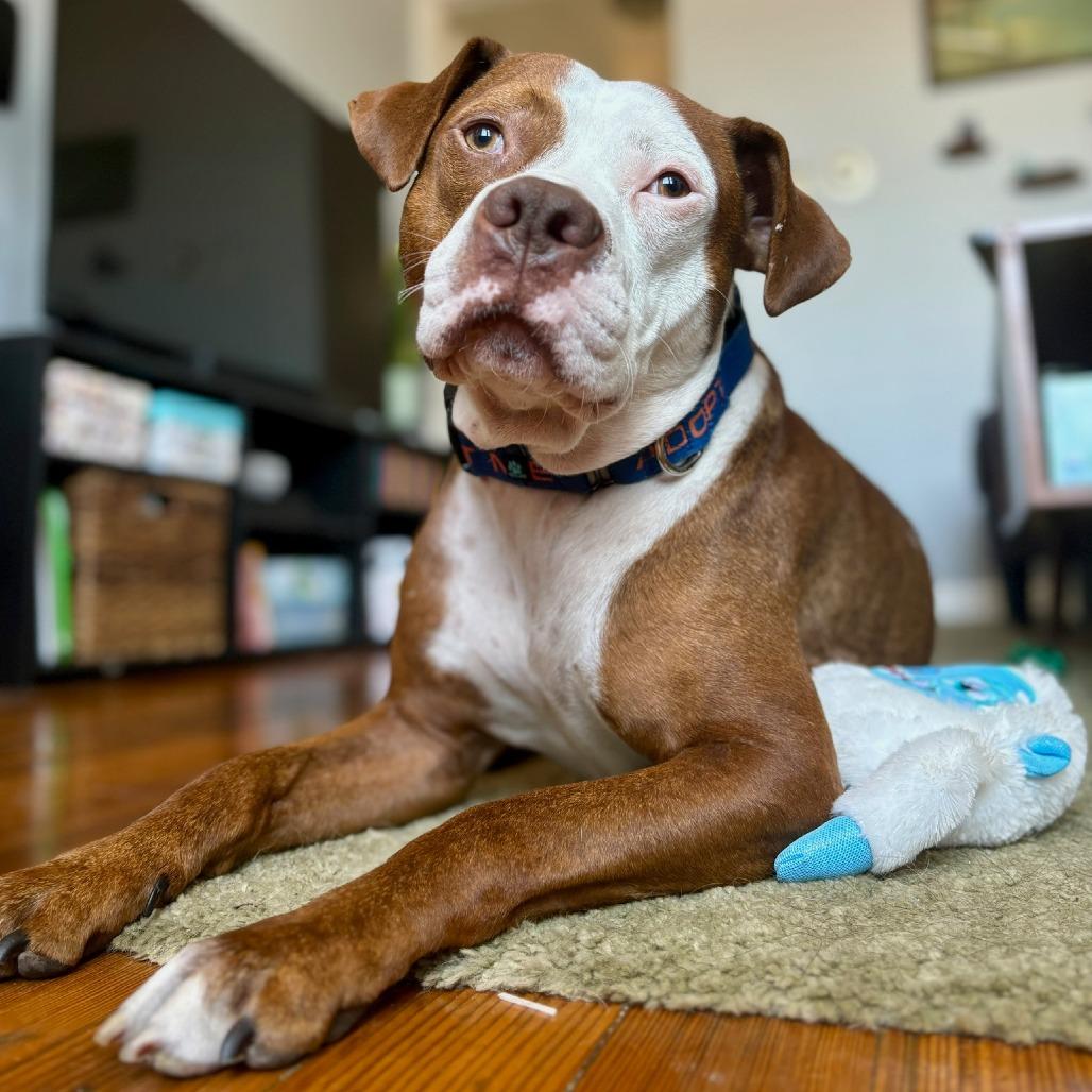 Enlarge Derby, a Adoptable Mixed Breed in Chicago, IL image 5/6