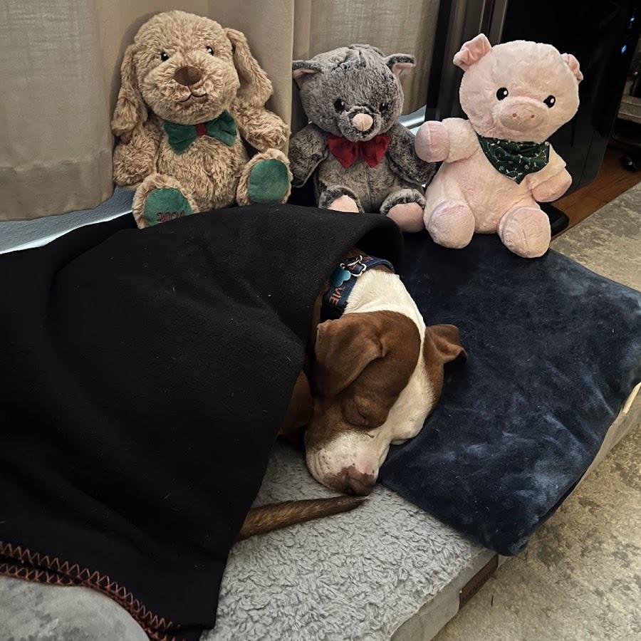 Enlarge Derby, a Adoptable Mixed Breed in Chicago, IL image 6/6