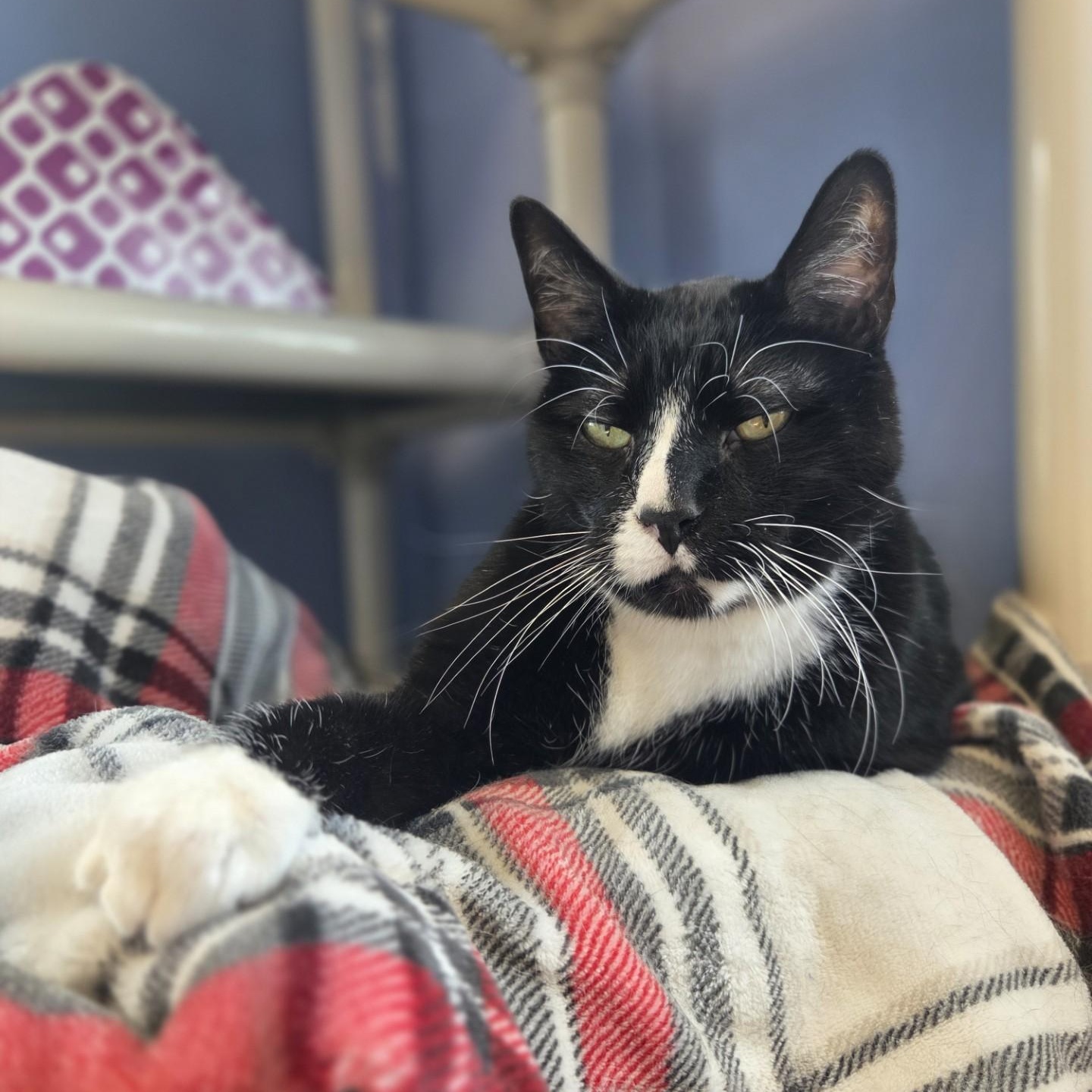 Enlarge Milo's Sweet Tea, a ADOPTABLE Domestic Short Hair in Brookings, SD image 2/4