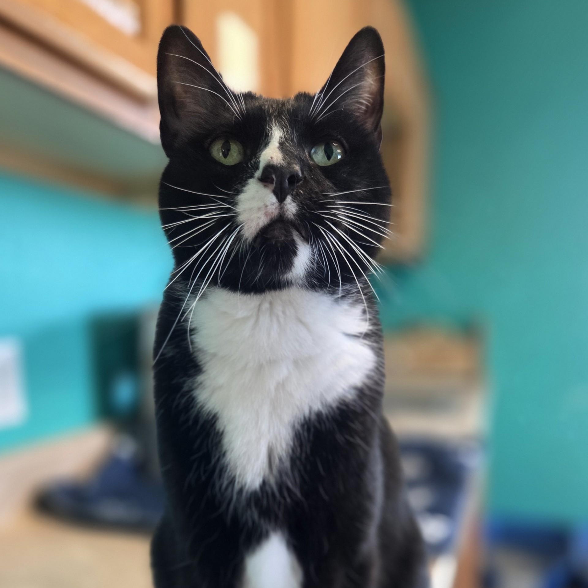 Milo's Sweet Tea, a ADOPTABLE Domestic Short Hair in Brookings, SD image 3/3