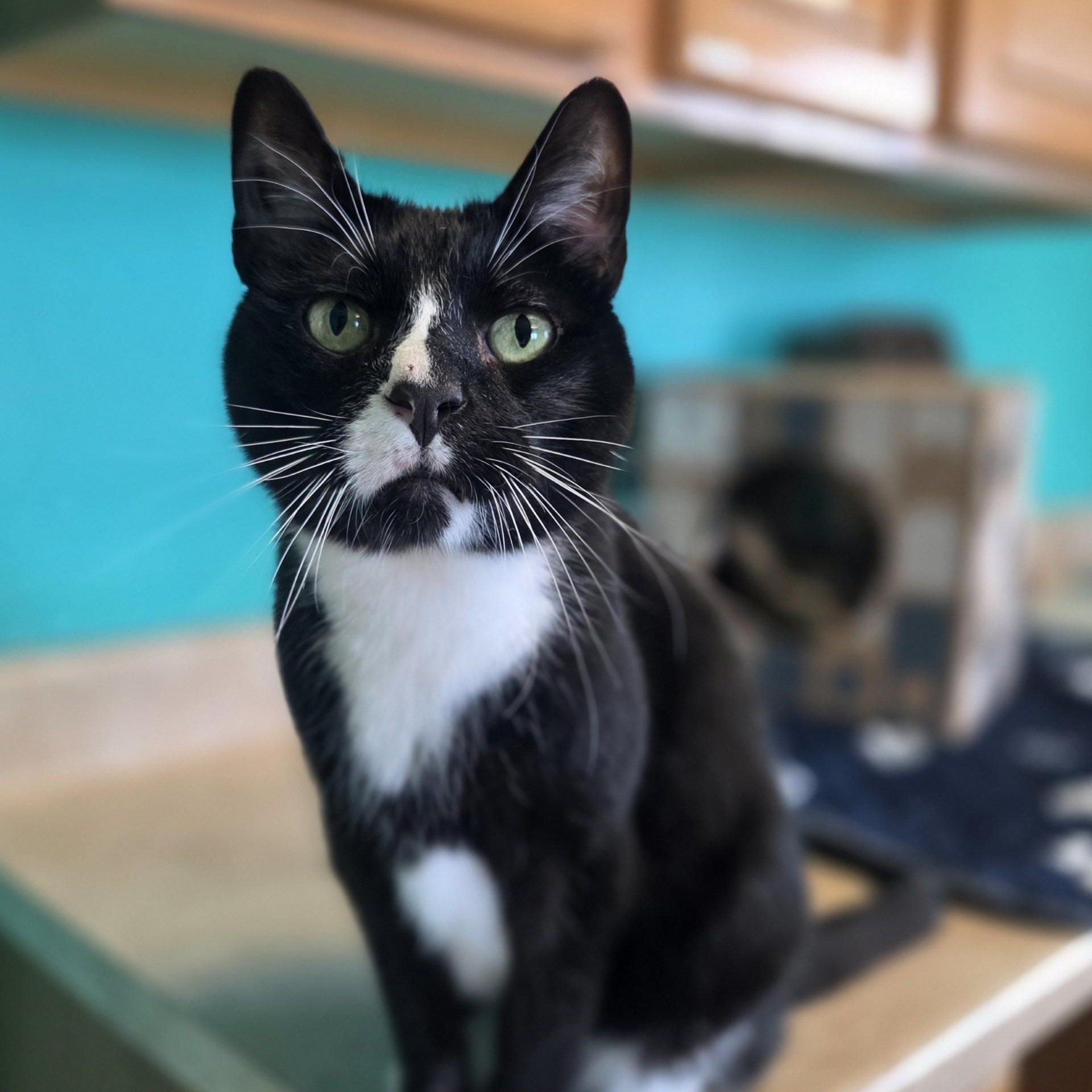 Milo's Sweet Tea, a ADOPTABLE Domestic Short Hair in Brookings, SD image 2/3