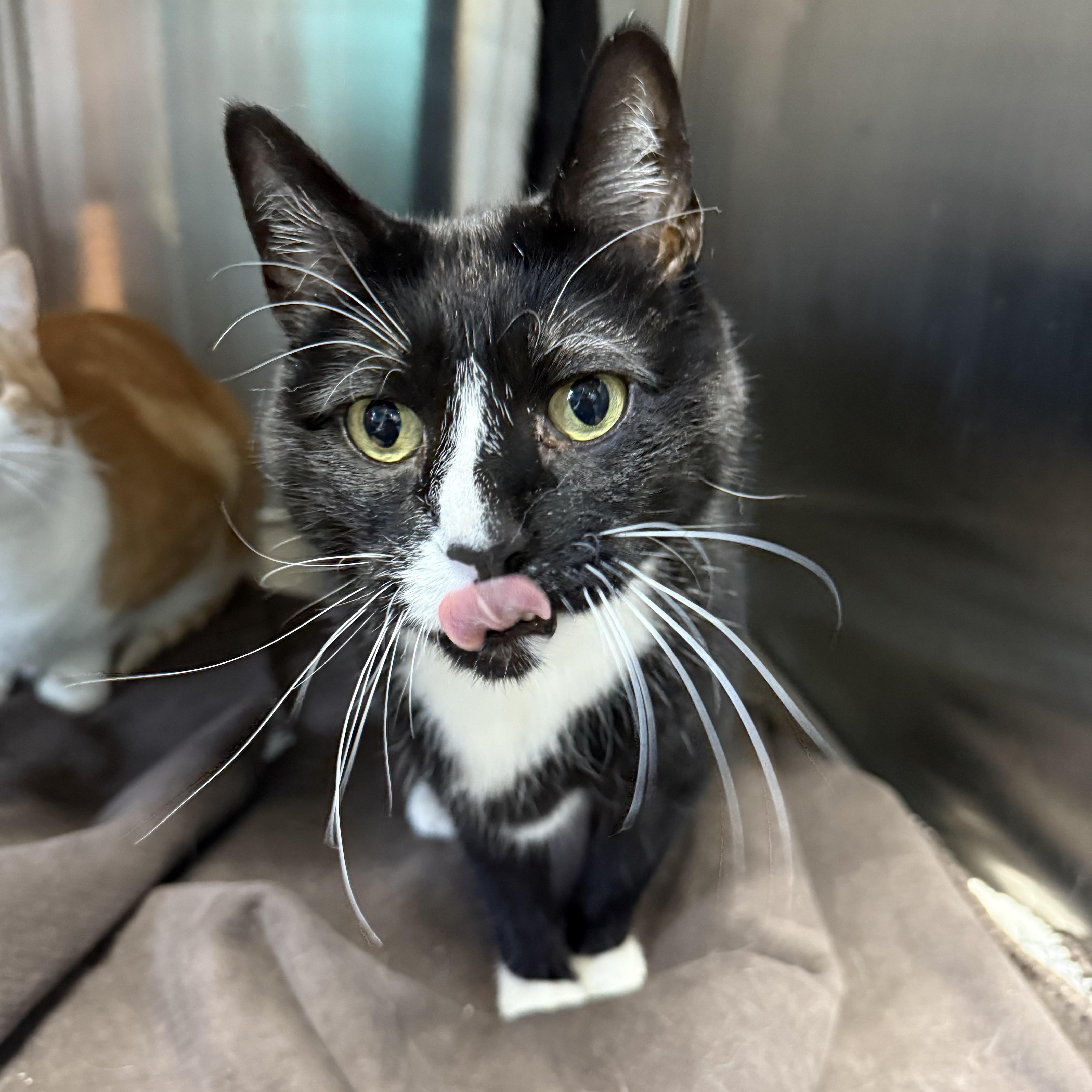 Enlarge Milo's Sweet Tea, a ADOPTABLE Domestic Short Hair in Brookings, SD image 3/4