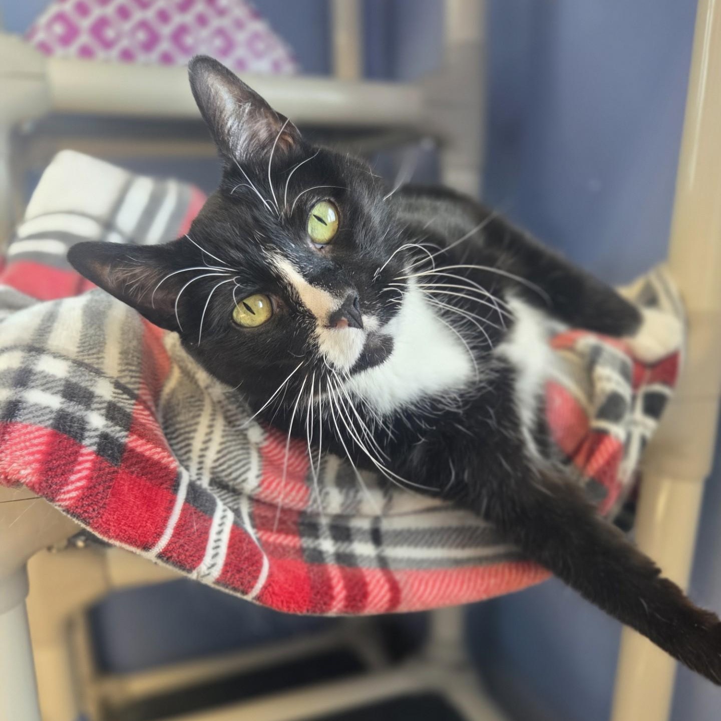 Enlarge Milo's Sweet Tea, a ADOPTABLE Domestic Short Hair in Brookings, SD image 1/4