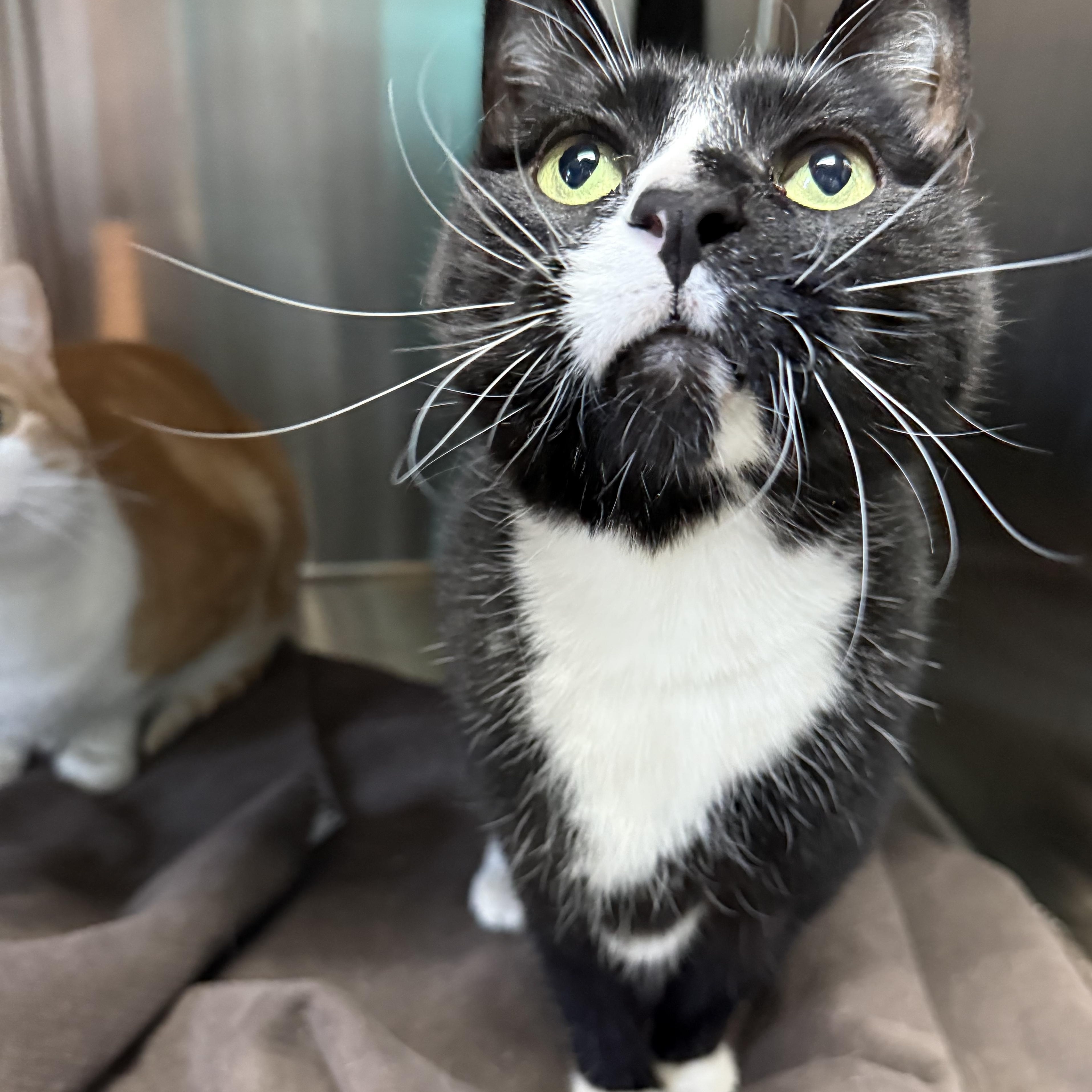 Enlarge Milo's Sweet Tea, a ADOPTABLE Domestic Short Hair in Brookings, SD image 4/4