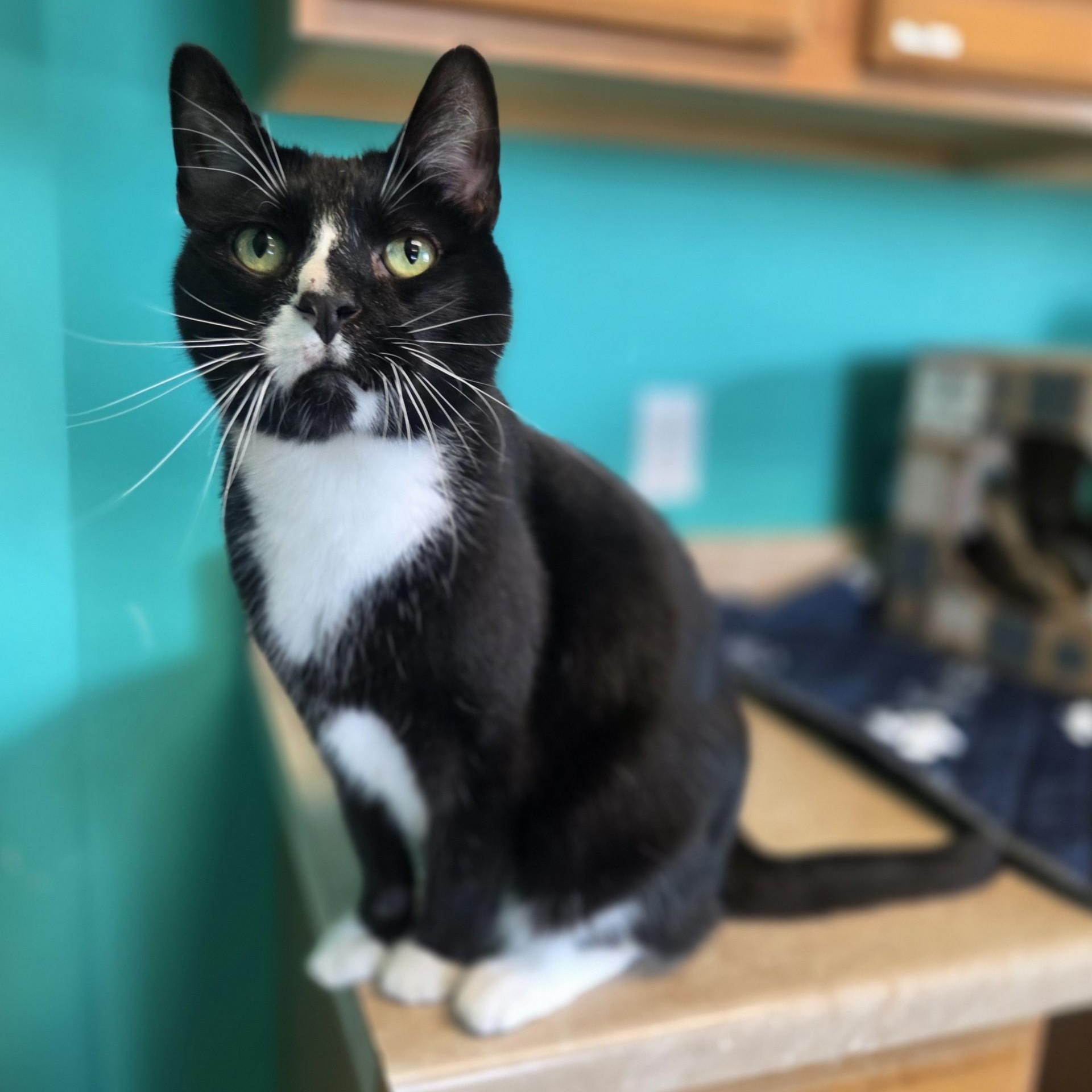 Milo's Sweet Tea, a ADOPTABLE Domestic Short Hair in Brookings, SD image 1/3