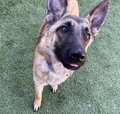 Marcus, Adoptable, Adult Male Belgian Shepherd / Malinois & Mixed Breed.