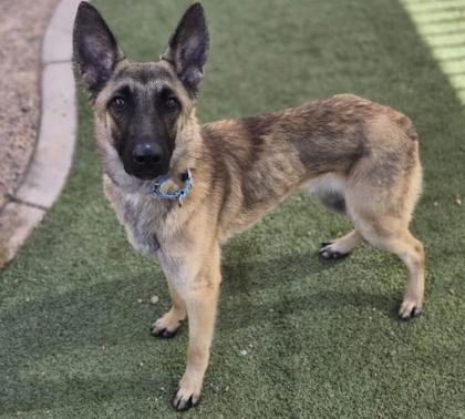 Enlarge Marcus, a Adoptable mixed breed in Phoenix, AZ image 2/3