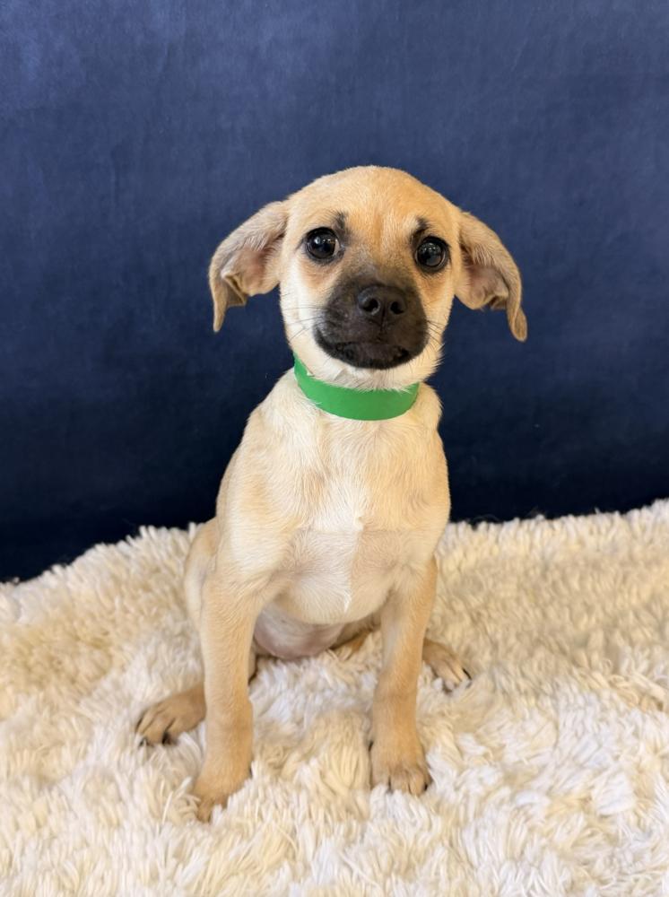 Abigail, Adoptable, Puppy Female Pug & Chihuahua.