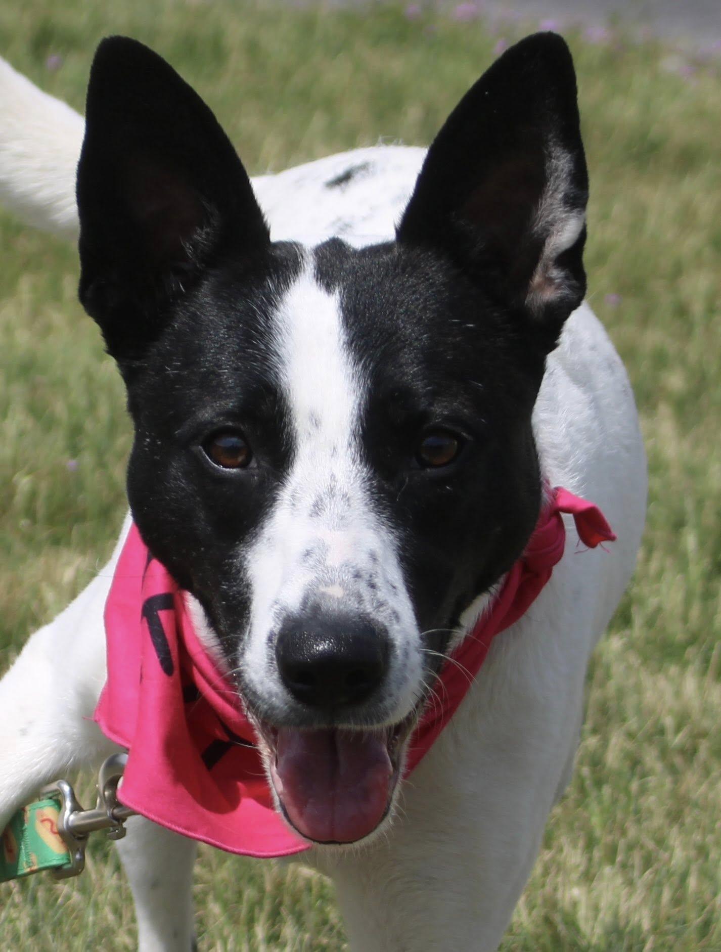 Enlarge Zoey, an adopted mixed breed in Stuarts Draft, VA image 6/6