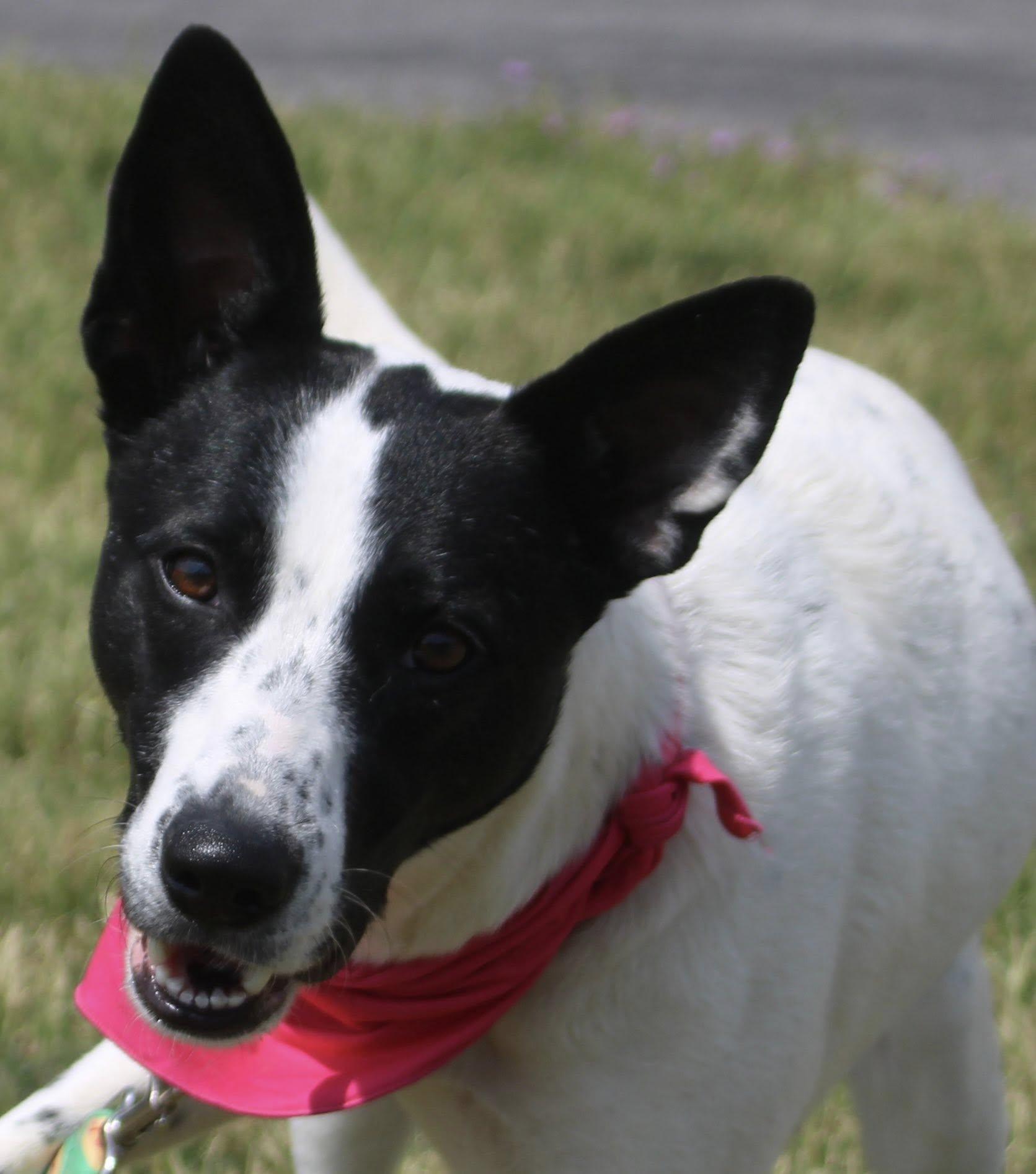 Enlarge Zoey, an adopted mixed breed in Stuarts Draft, VA image 1/6