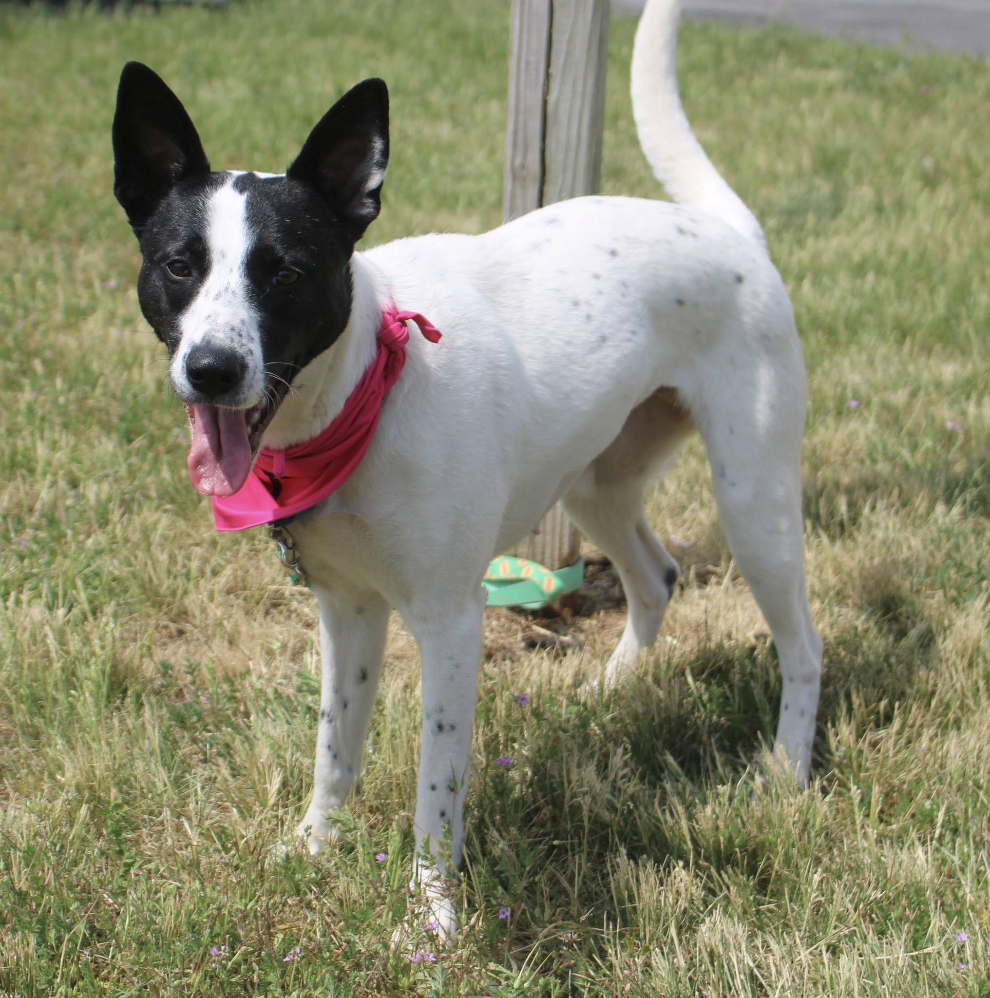 Enlarge Zoey, an adopted mixed breed in Stuarts Draft, VA image 3/6