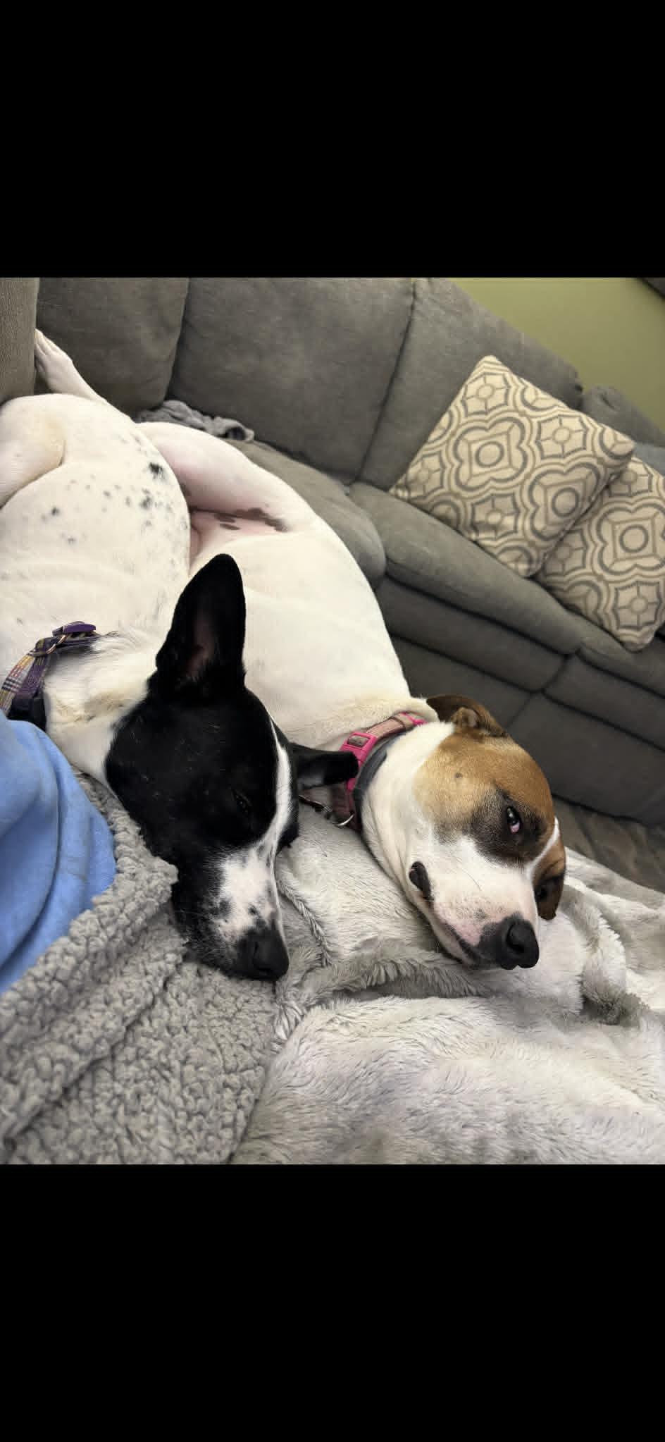 Enlarge Zoey, an adopted mixed breed in Stuarts Draft, VA image 2/6