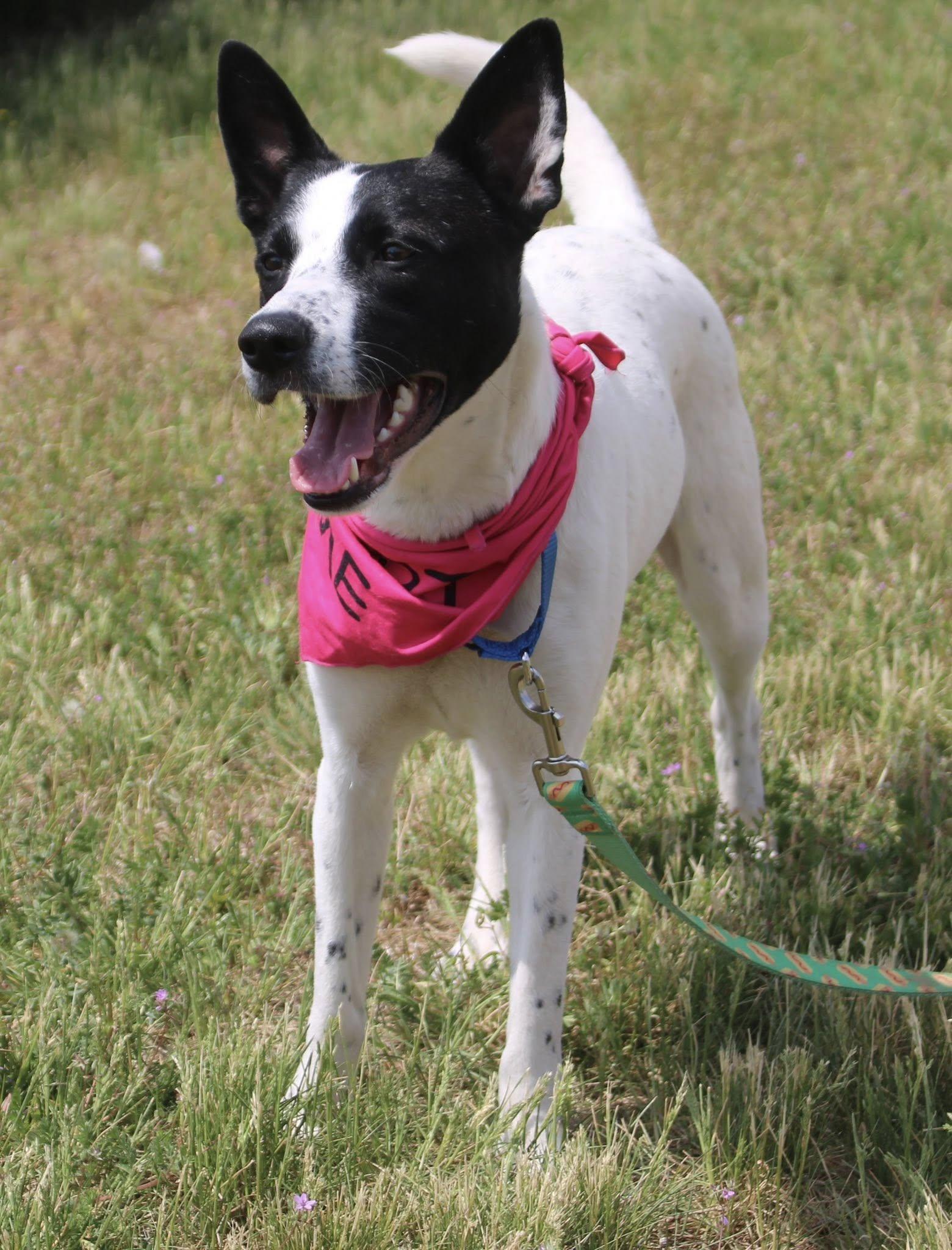 Enlarge Zoey, an adopted mixed breed in Stuarts Draft, VA image 4/6