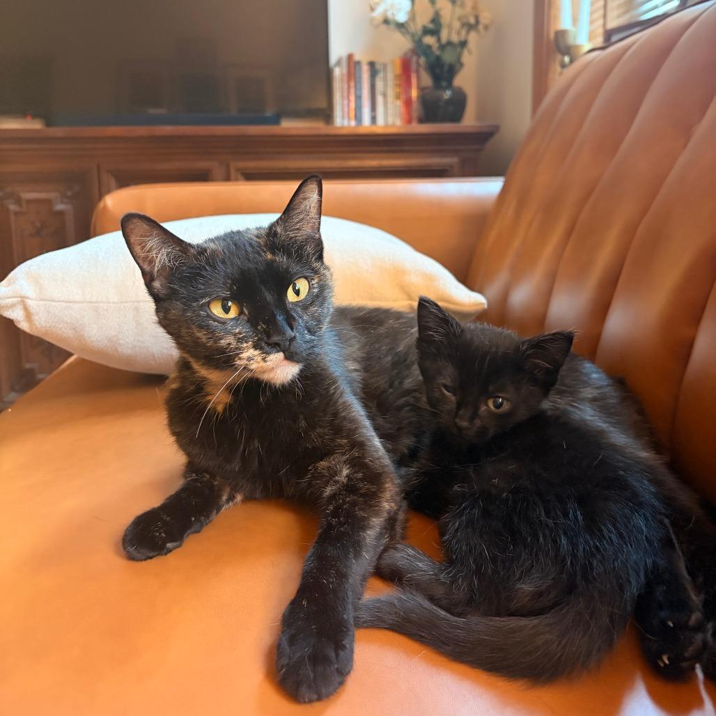Donna, ADOPTABLE, Adult Female Domestic Short Hair.