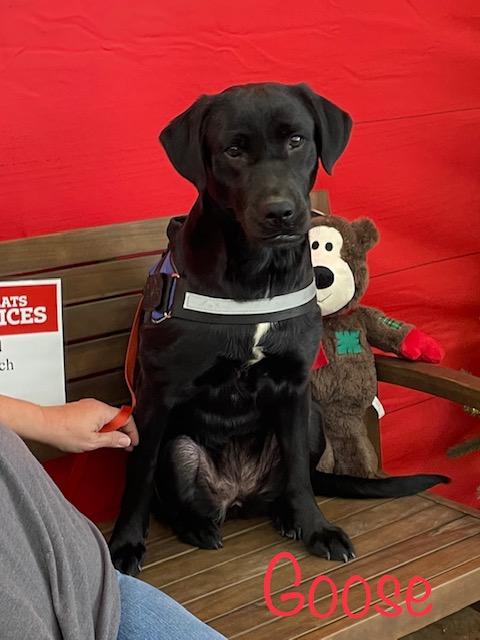 Enlarge Goose, an adopted Black Labrador Retriever in Cairo, GA image 1/5