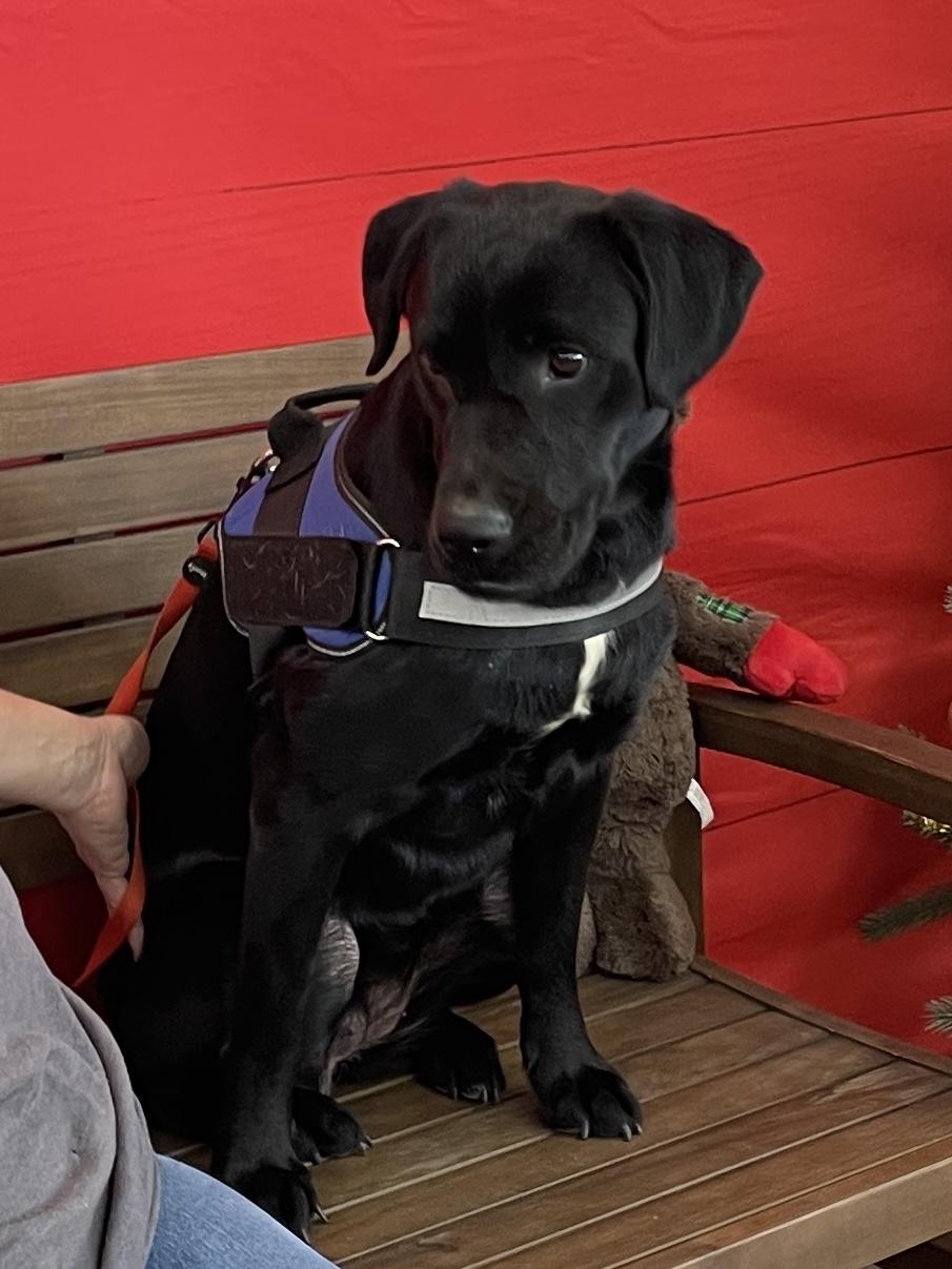 Enlarge Goose, an adopted Black Labrador Retriever in Cairo, GA image 2/5