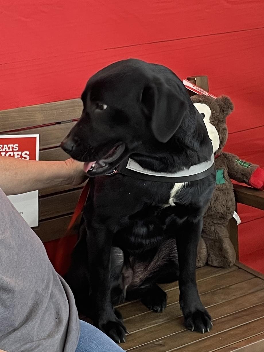 Enlarge Goose, an adopted Black Labrador Retriever in Cairo, GA image 3/5