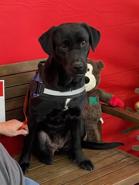 Enlarge Goose, an adopted Black Labrador Retriever in Cairo, GA image 4/5