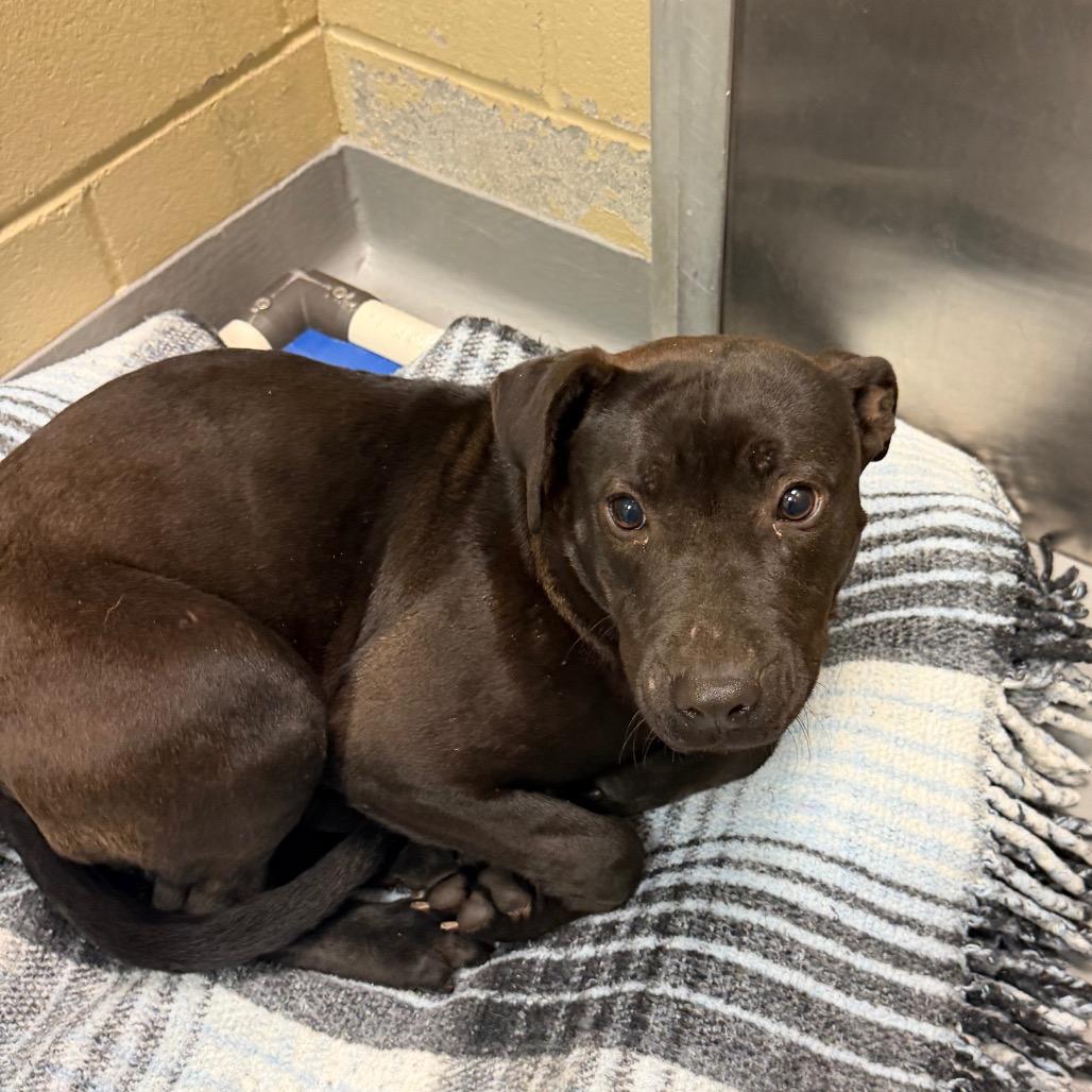 02/25/2026-Stray-PierpontAvenue