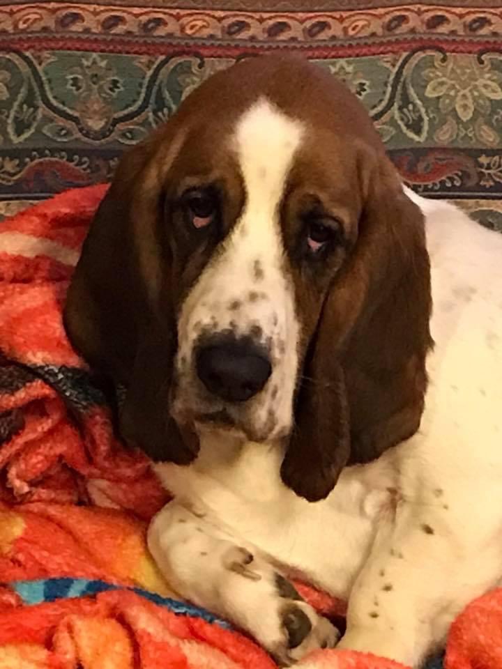 Stewart Wesley, a Adopted Basset Hound in Fort Washington, MD image 1/4
