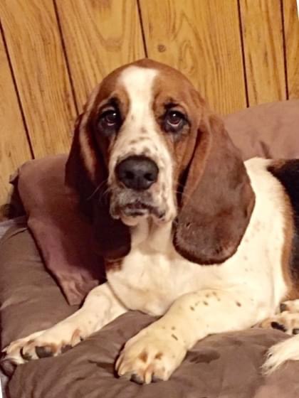 Stewart Wesley, a Adopted Basset Hound in Fort Washington, MD image 2/4