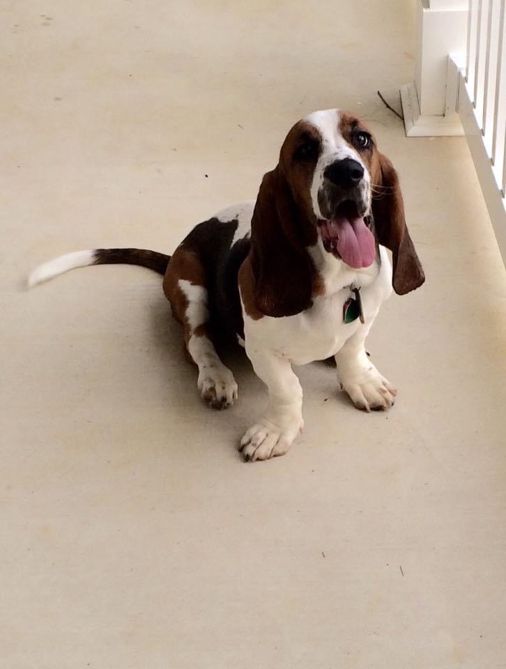 Stewart Wesley, a Adopted Basset Hound in Fort Washington, MD image 3/4