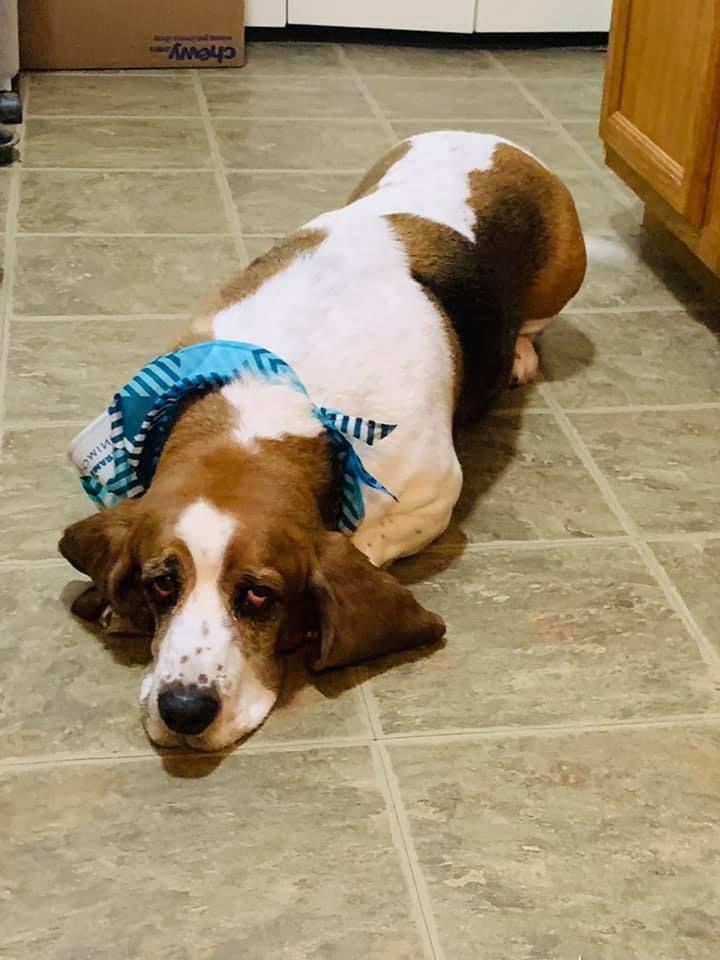 Stewart Wesley, a Adopted Basset Hound in Fort Washington, MD image 4/4