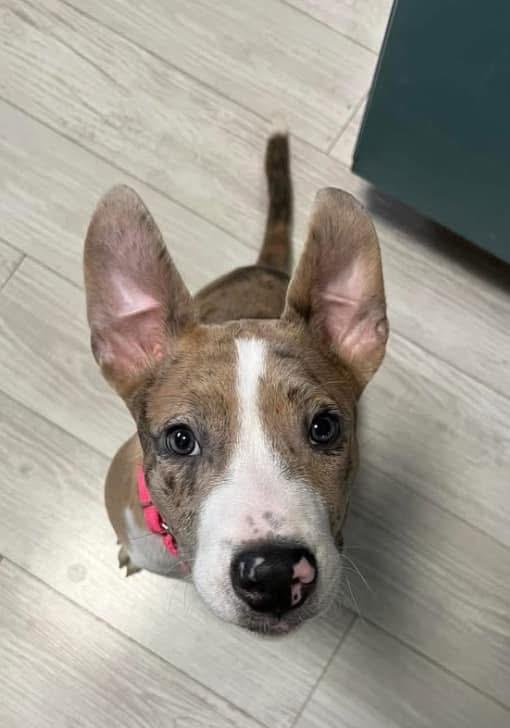 Violet, Adopted, Young Female Terrier & Mixed Breed.