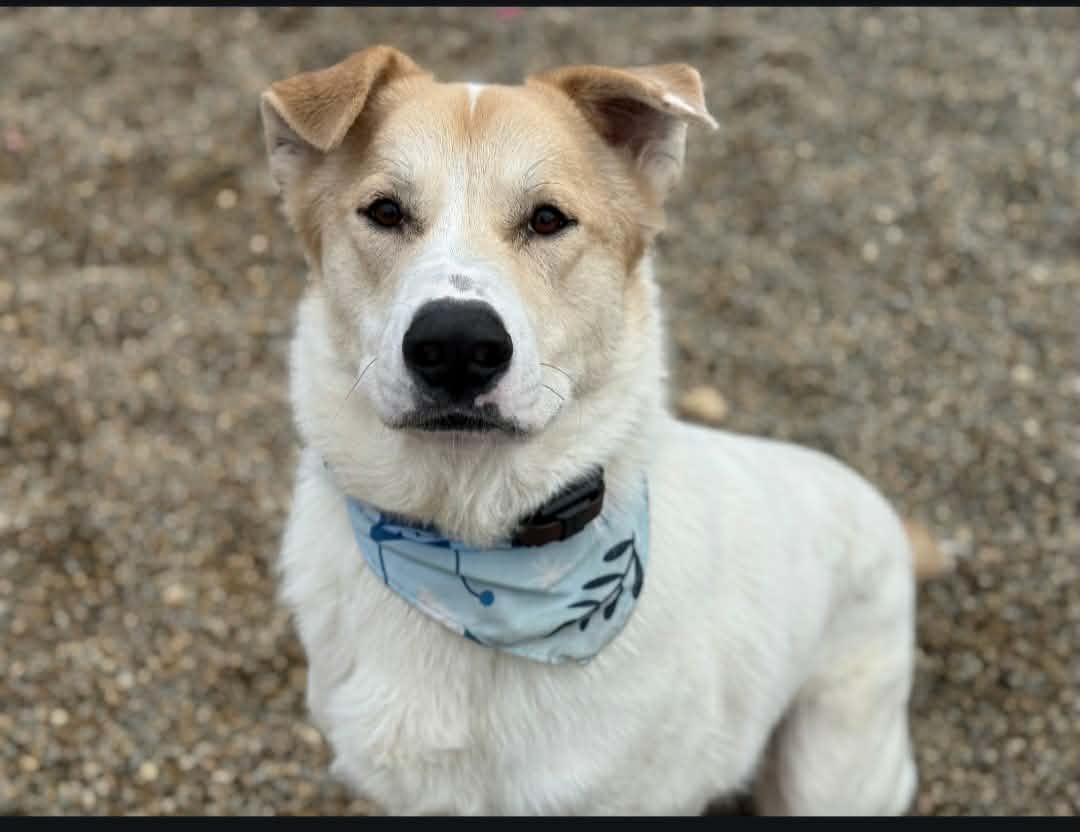Enlarge Wylie, a ADOPTABLE mixed breed in Battle Creek, MI image 1/5