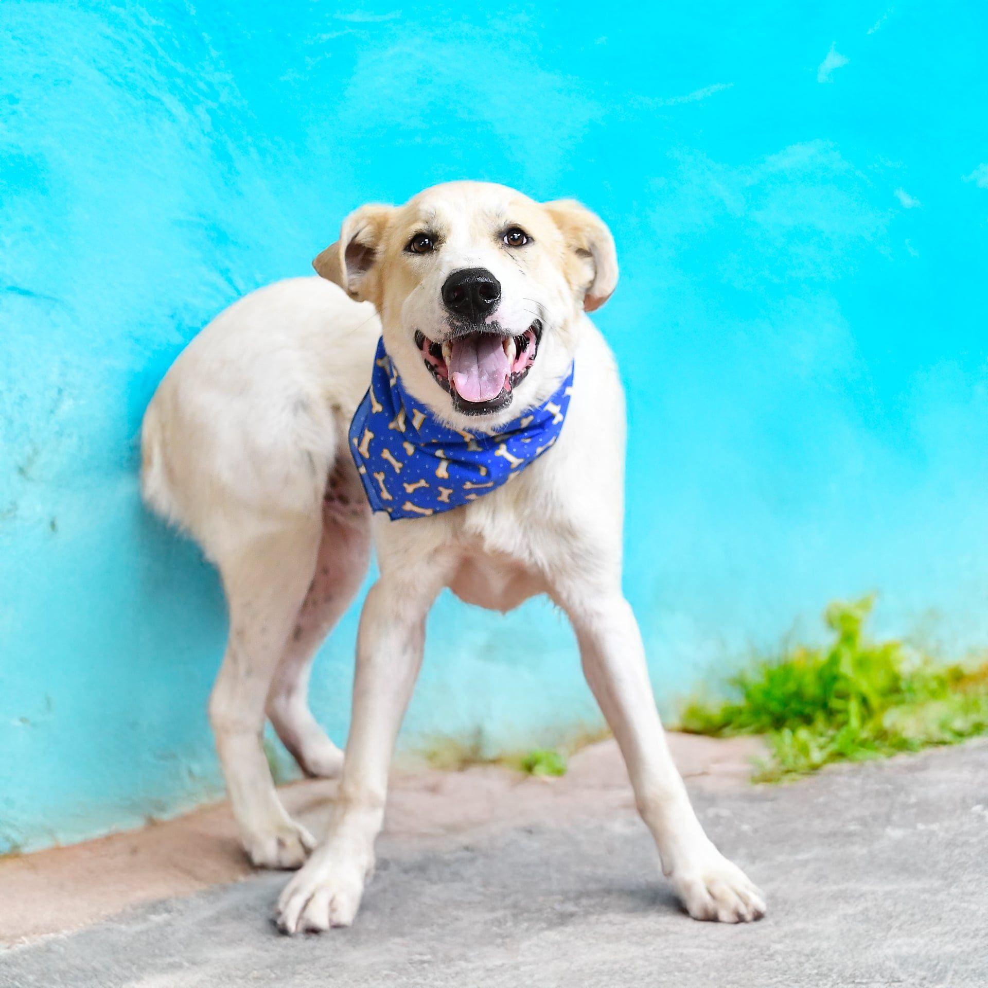 Enlarge Wylie, a ADOPTABLE mixed breed in Battle Creek, MI image 2/4