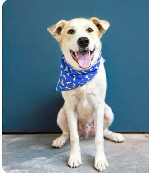 Wylie, ADOPTABLE, Puppy Male Great Pyrenees.