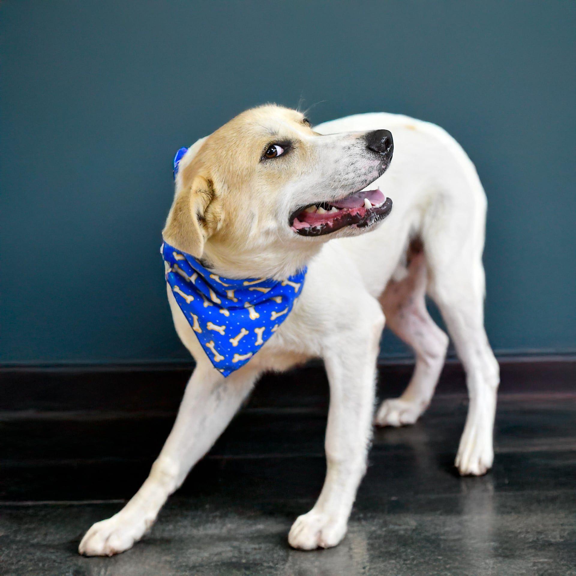 Enlarge Wylie, a ADOPTABLE mixed breed in Battle Creek, MI image 3/4