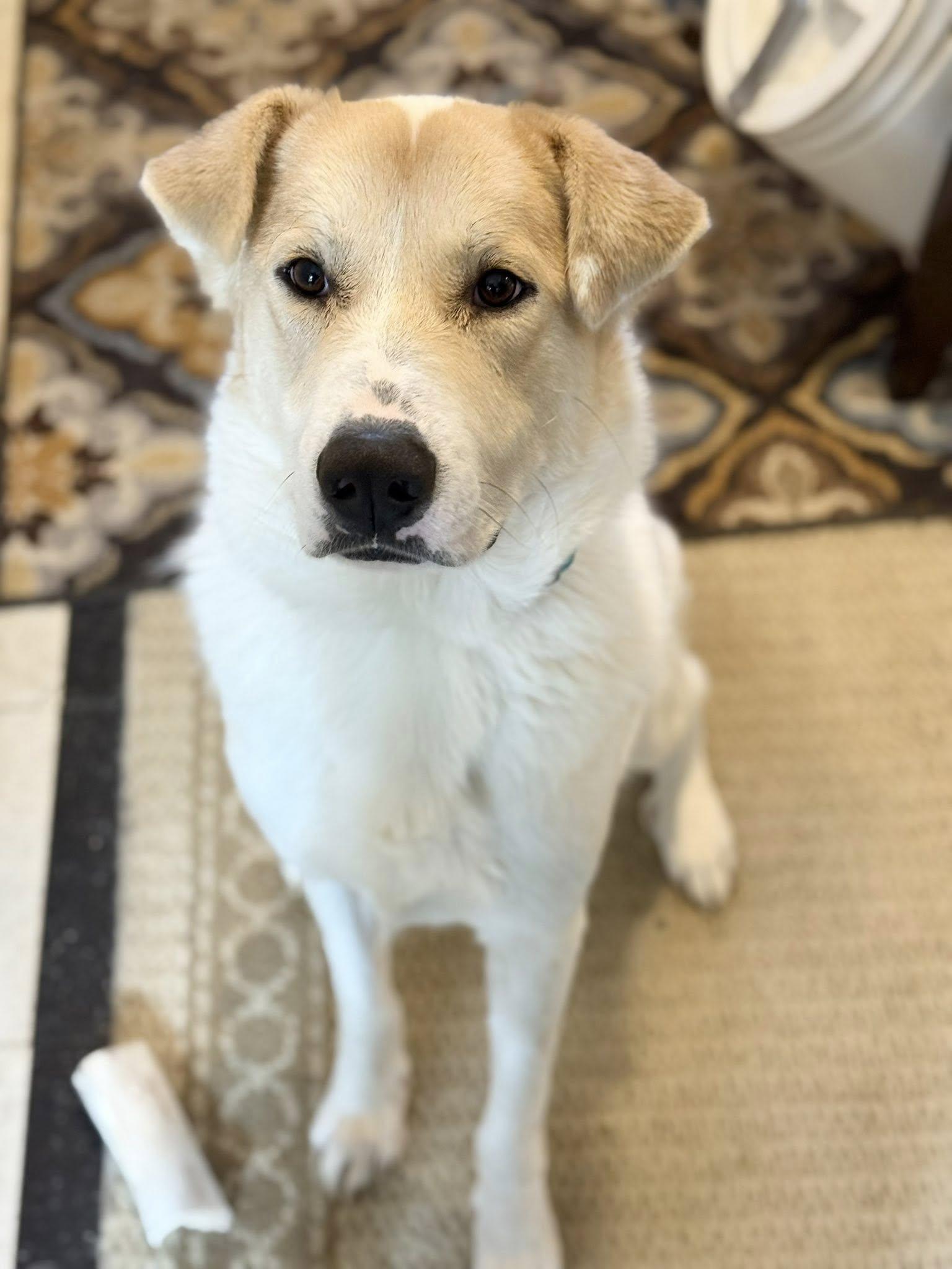 Wylie, ADOPTABLE, Puppy Male Great Pyrenees.