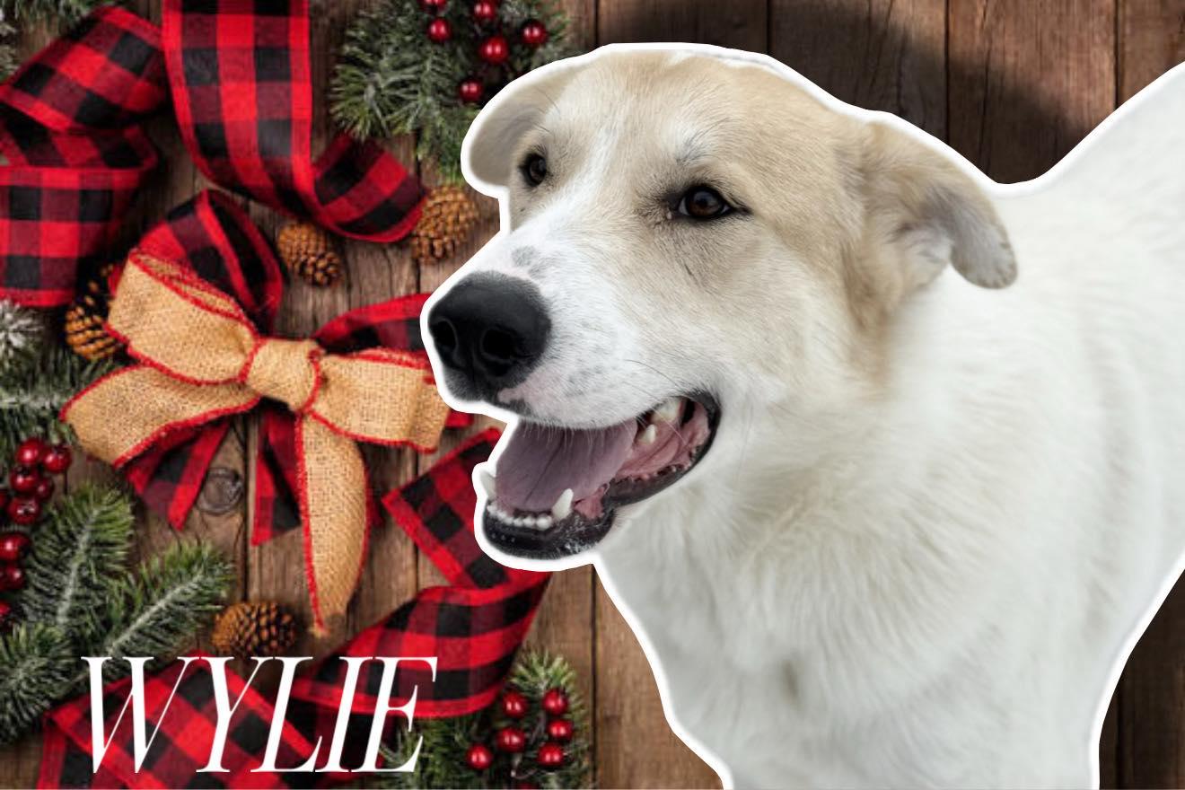 Enlarge Wylie, a ADOPTABLE mixed breed in Battle Creek, MI image 4/4