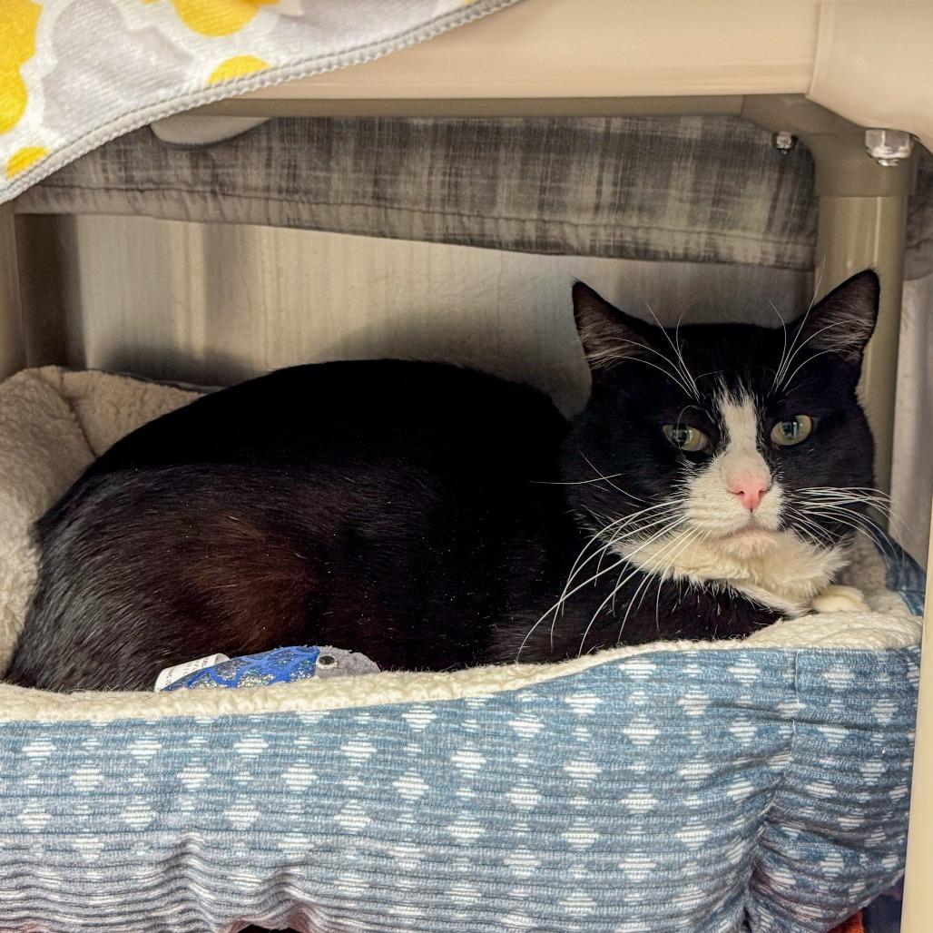 Enlarge Mouse, a Adoptable Domestic Short Hair in Kennebunk, ME image 2/2