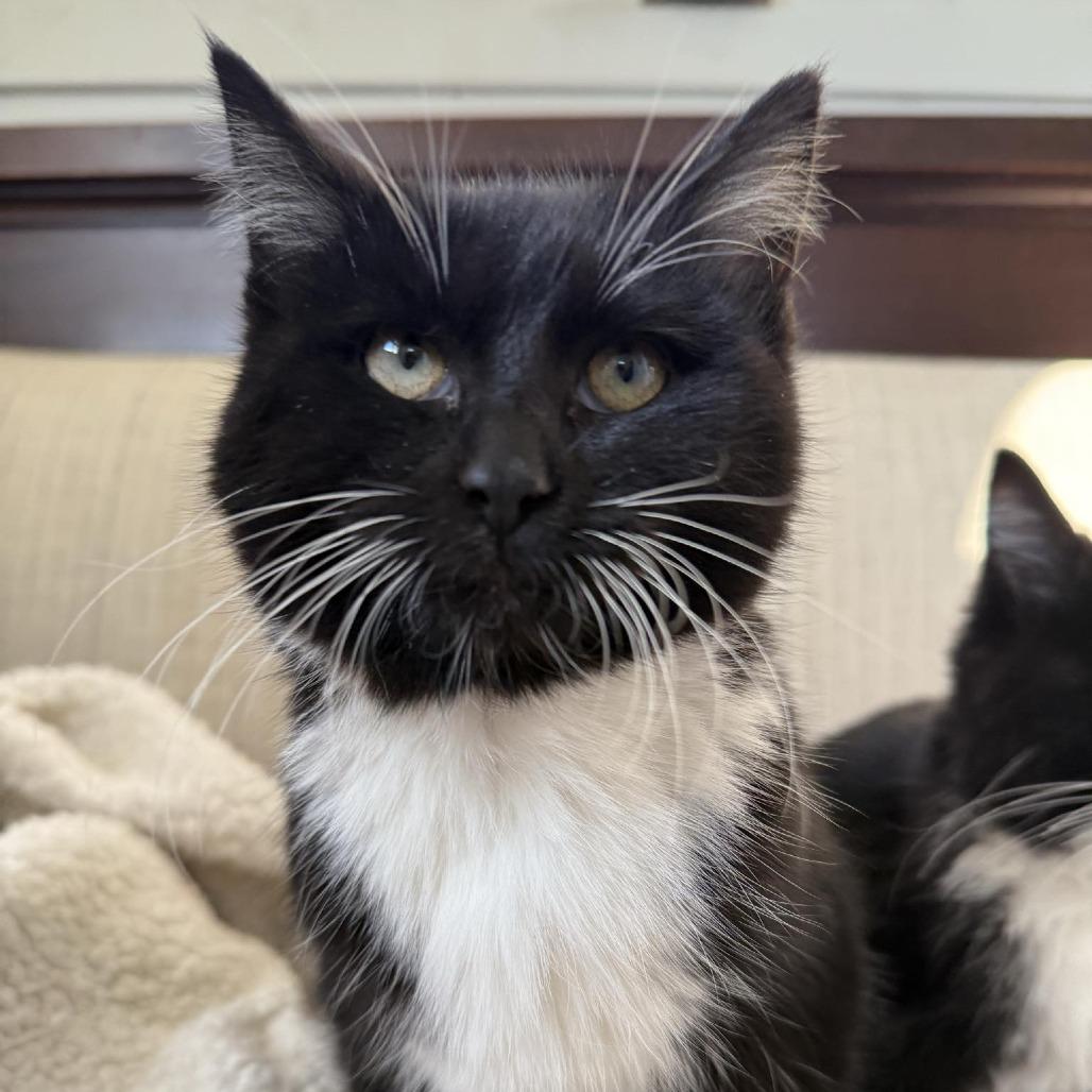 Enlarge Snoopy, a Adoptable Domestic Short Hair in Sioux Falls, SD image 1/1