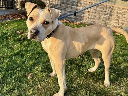 Enlarge Maddie, a Adoptable mixed breed in Yakima, WA image 2/6