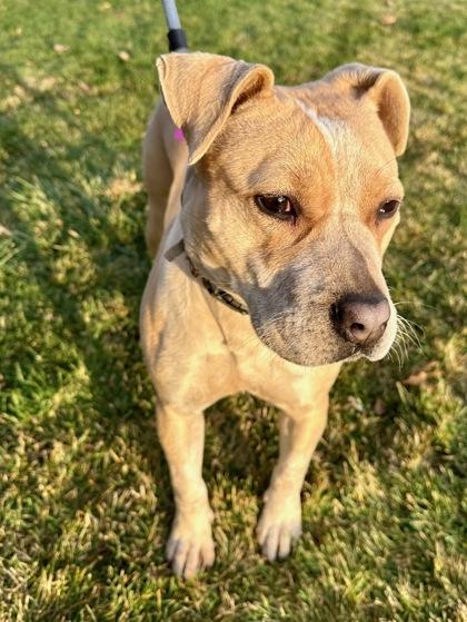 Enlarge Maddie, a Adoptable mixed breed in Yakima, WA image 3/6