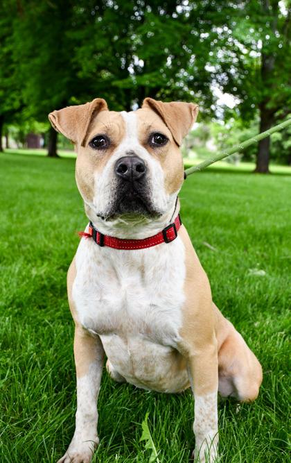 Enlarge Maddie, a Adoptable mixed breed in Yakima, WA image 1/3