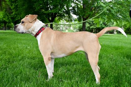 Enlarge Maddie, a Adoptable mixed breed in Yakima, WA image 2/3