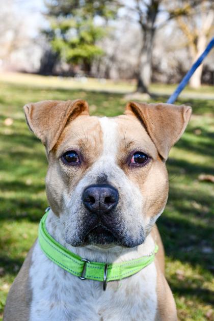 Maddie, a Adoptable mixed breed in Yakima, WA image 1/3