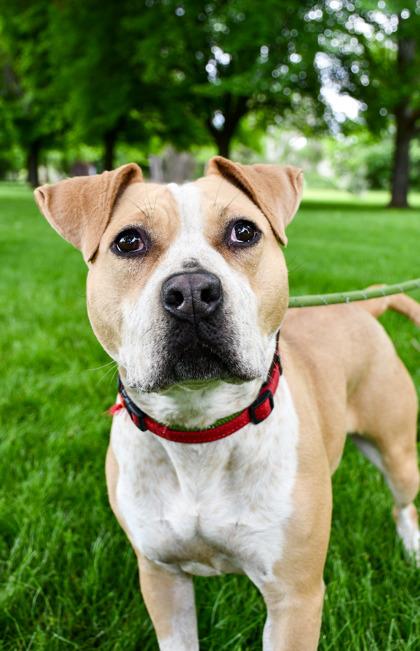 Enlarge Maddie, a Adoptable mixed breed in Yakima, WA image 3/3
